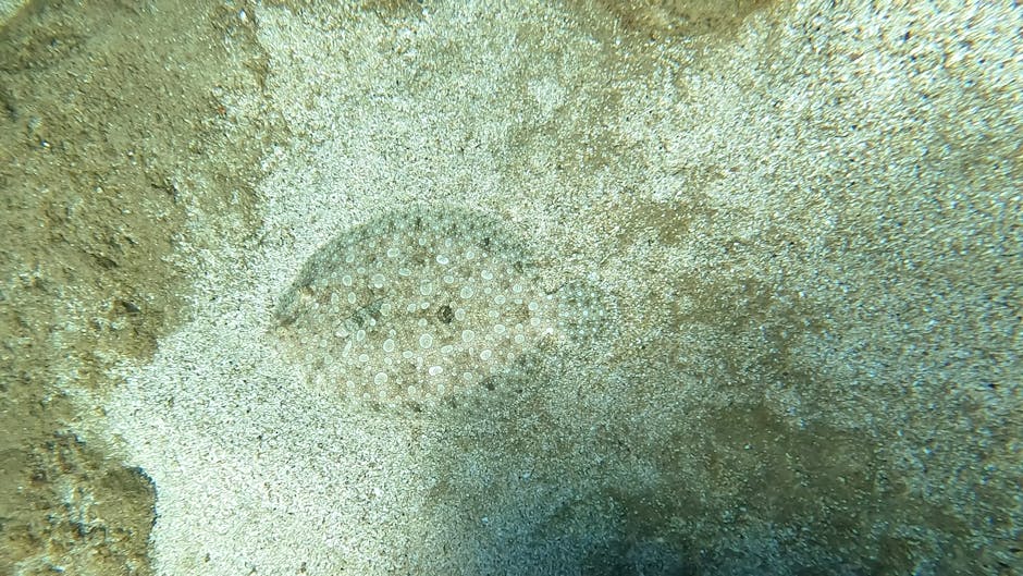 A close-up underwater photograph of a sand-colored starfish with numerous small white bumps on its surface, partially embedded in the sandy ocean floor. Surrounding the starfish is fine, light-colored