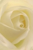 Stepping into the heart of this creamy white rose feels like entering a peaceful sanctuary - as if the calm of early morning lingers within each spiraled petal. The close perspective pulls you into a cocoon of soft textures, where every ivory fold is delicately touched by diffused light, evoking the tranquility found in secluded Knightsbridge gardens. Shadows trail gently alongside the subtle curves, crafting quiet drama and giving depth to the bloom's radiant core. The atmosphere invites a moment of contemplation, mirroring the hush that falls over Brompton Road at dawn or the reflective peace of Sloane Street before the city stirs. Here, the artistry is unmistakable: as a Knightsbridge florist, I see how the fragile perfection of each petal carries layers of emotion-ideal for conveying gentle sympathy, pure admiration, or marking the promise of new beginnings. The faint, sweet scent of the rose drifts in the air, creating an aura of grace and comfort, as if the very spirit of the area has taken floral form. This intimate view captures not only the exquisite details but the heartfelt intentions behind choosing such an elegant bloom for a cherished occasion.